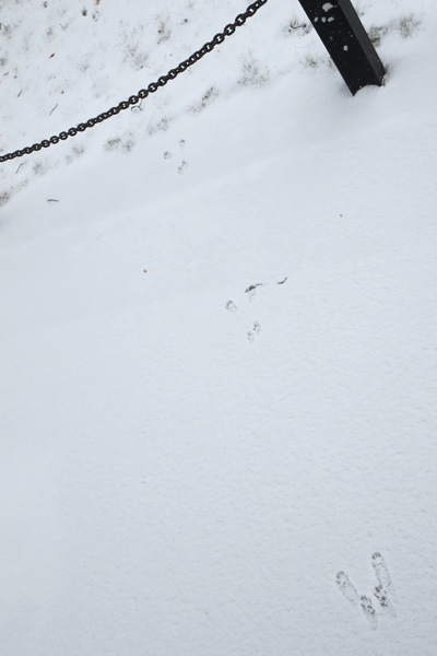 bunny paw prints in the snow